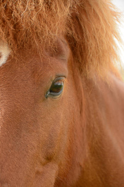 Icelandic single horse eye ,close-up and full frame picture.