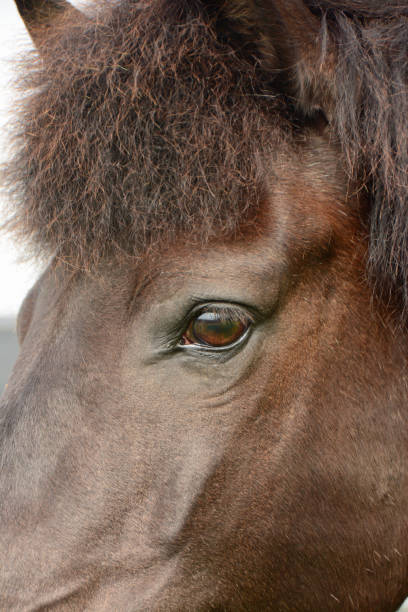 istock Icelandic horse eye 2158968213