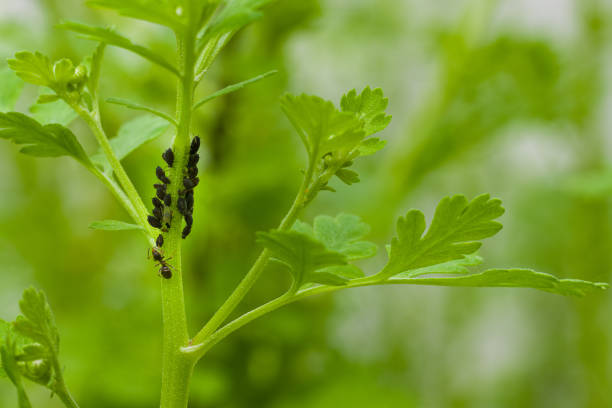 Closed up Aphid on green leaf - animal behavior.