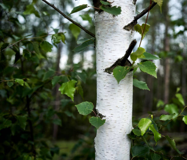 birch forest
