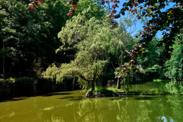 Small island with weeping willow trees growing on a lake reflecting the green forest on a sunny summer day