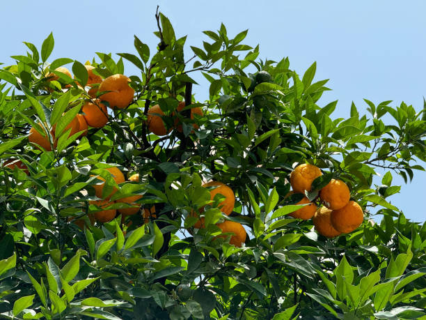 istock Grapefruit tree with ripe citrus fruits 2158969631