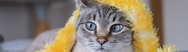 istock A cat with a toy stuck to its face 2158969854