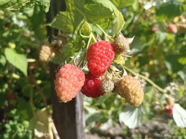istock Raspberry. Harvesting time in countryside. Farming. 2158970442