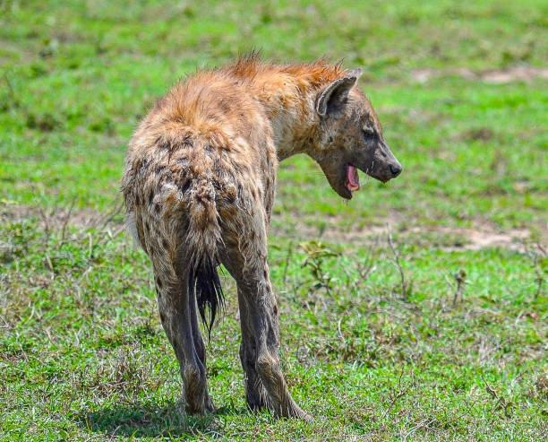 istock Serengeti National Park 2158970605