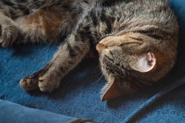 istock Selective focus background image of a house cut relaxing sleeping on the couch, domesticated pet theme 2158971037