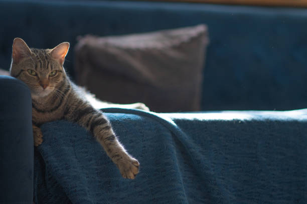 Selective focus background image