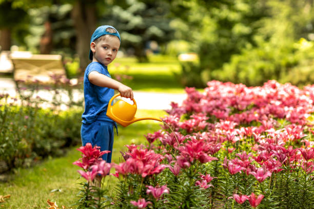 istock A boy watering pink lilies in the garden 2158971412