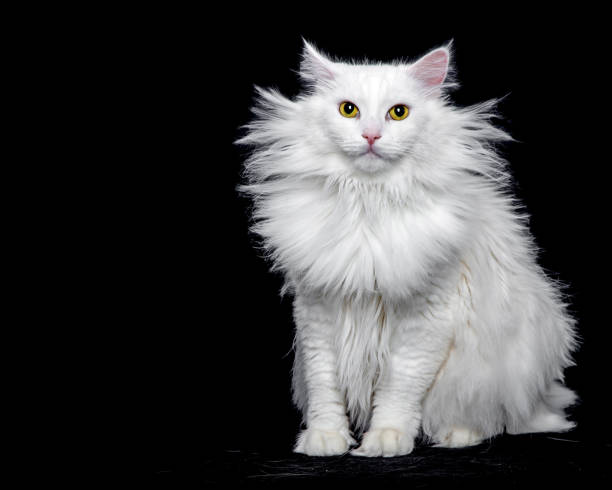 istock A white fluffy cat with yellow eyes sits on a black background in a studio. 2158971706