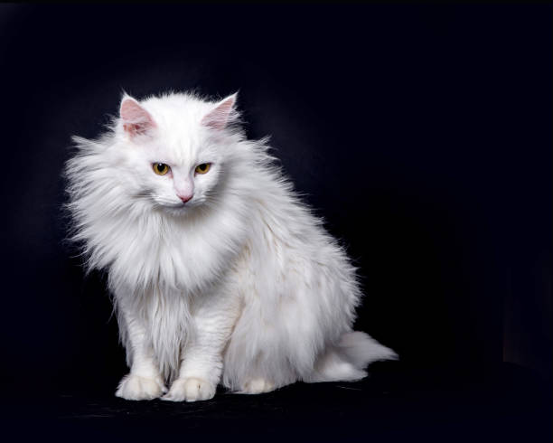 istock White fluffy cat isolated on black background 2158971760