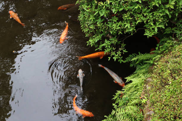 istock Sacred Koi: Tranquility in Japanese Natural Settings 2158972825