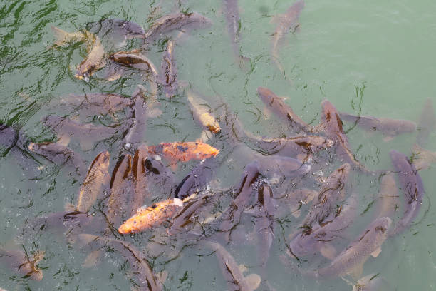 istock Sacred Koi: Tranquility in Japanese Natural Settings 2158972994