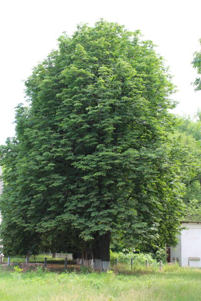 istock A tree with a green trunk with Ladew Topiary Gardens in the background 2158973506