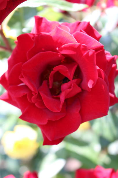 istock A close up of a flower 2158973694
