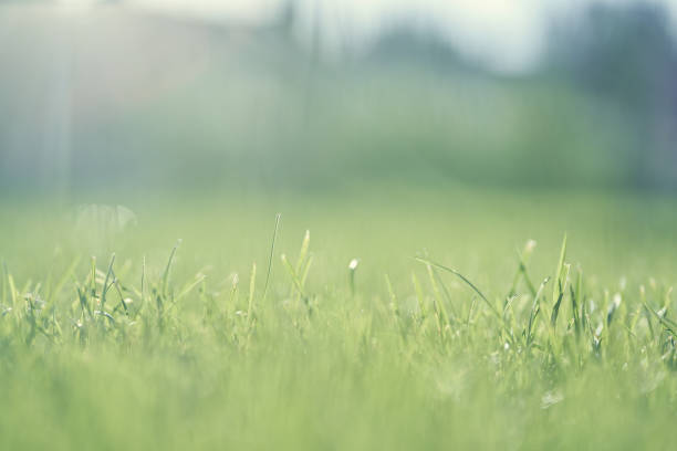 istock Selective focus on a background with green grass. Garden with bright grass used to create a green background, textured background with blur 2158975948