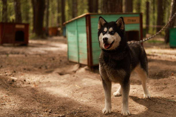 istock The husky dog is standing at his booth. 2158979892