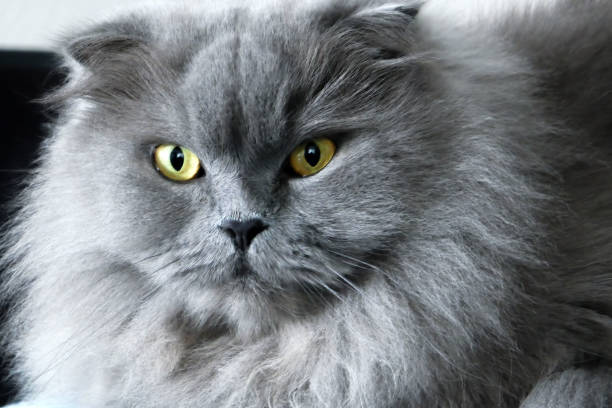 A stunning portrait of a fluffy golden Persian cat with captivating yellow eyes, wearing an elegant collar, radiates a sense of calm and beauty in a soft indoor setting.
