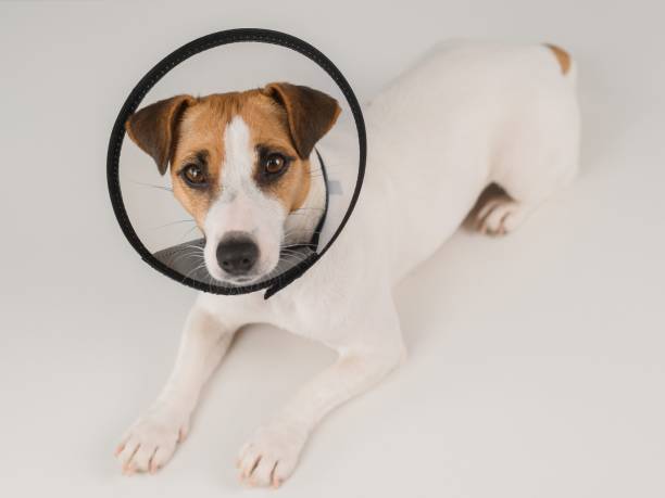 istock Jack Russell Terrier dog in plastic cone after surgery. 2158981135