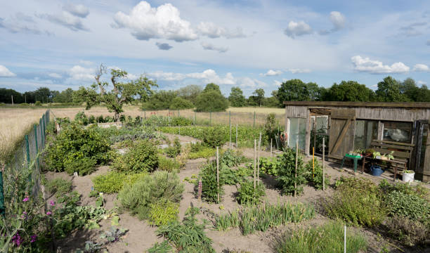 istock Vegetable garden bushes and trees 2158981259