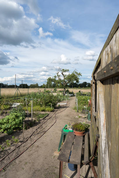 istock Vegetable garden bushes and trees 2158981269
