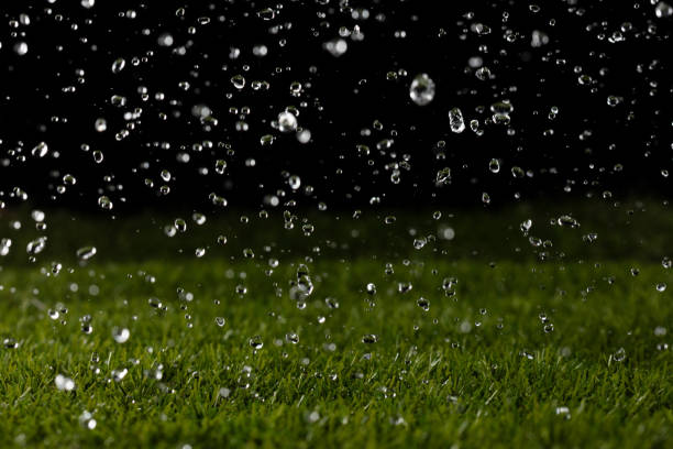Rain water drop on green grass field over black background. Rain fall as droplet water shower on meadow lawn grass field, freeze high speed