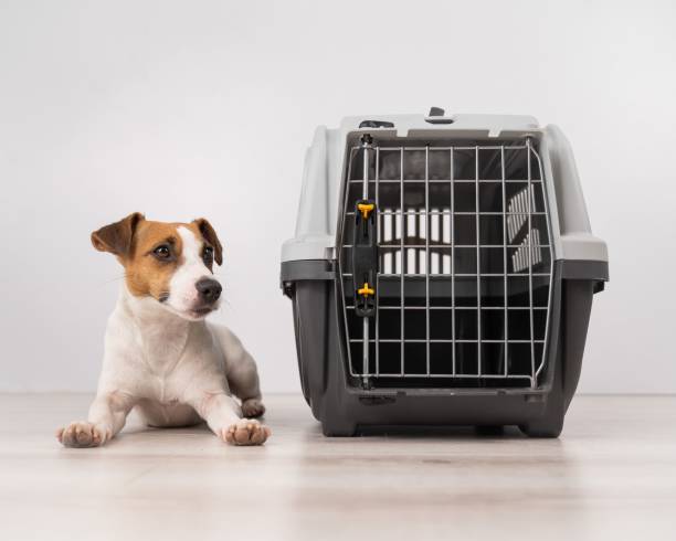 istock Dog sitting next to an open plastic carrier. 2158981659