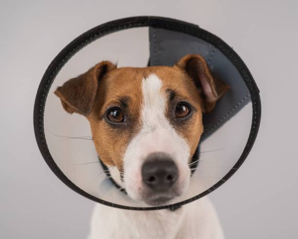 istock Jack Russell Terrier dog in plastic cone after surgery. 2158981817
