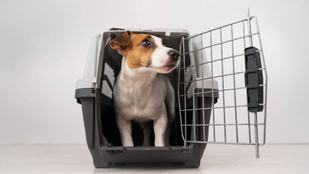 istock Jack Russell Terrier dog inside a travel box with open door. 2158981888