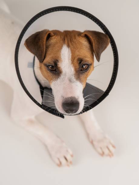 istock Jack Russell Terrier dog in plastic cone after surgery. 2158982113