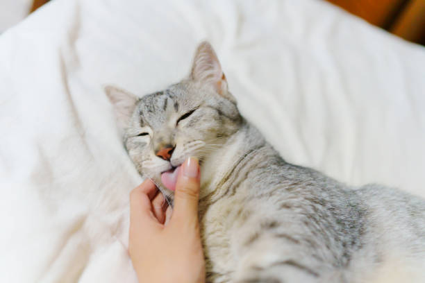 istock Cute egyptian mau cat laying on the bed 2158982515