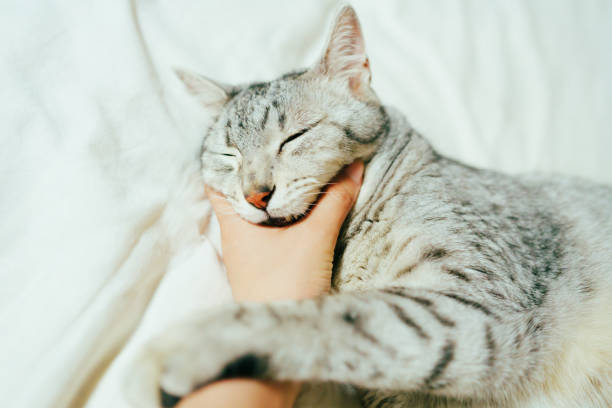 istock Cute egyptian mau cat laying on the bed 2158982519