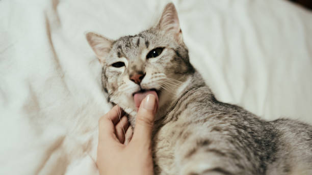 istock Cute egyptian mau cat laying on the bed 2158982524