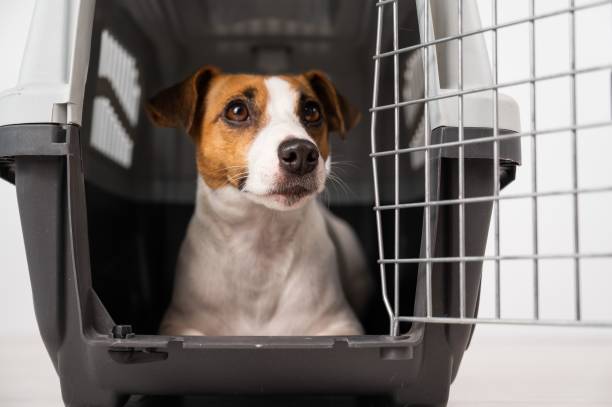 istock Jack Russell Terrier dog inside a cage for safe transportation with open door. 2158982561