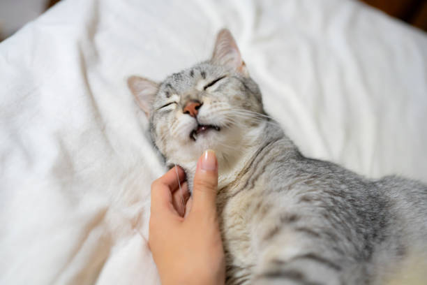 istock Cute egyptian mau cat laying on the bed 2158982680