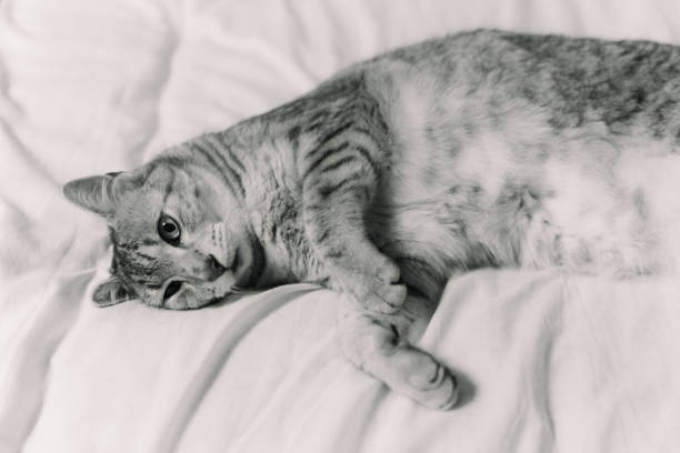 Cute egyptian mau cat laying on the bed