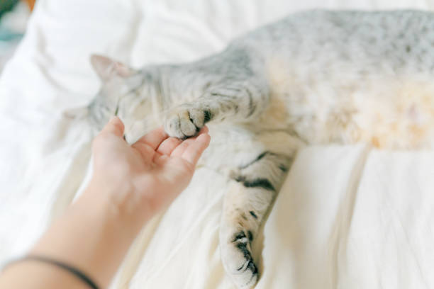 istock Cute egyptian mau cat laying on the bed 2158982941