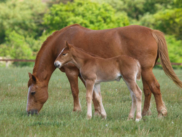 istock Suffolk Punch Mare and Foal 2158984295