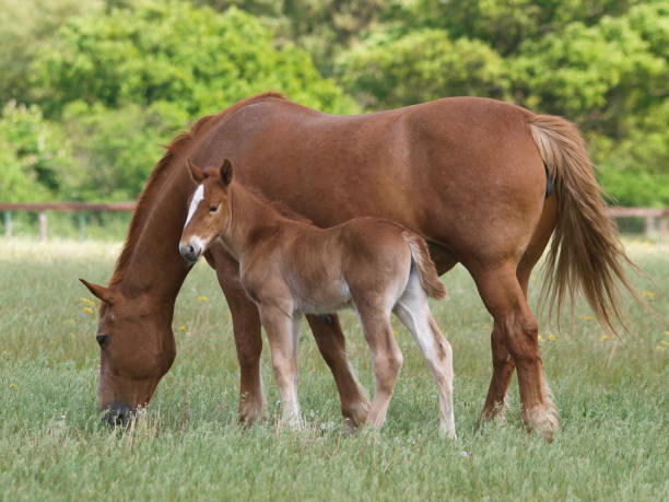 istock Suffolk Punch Mare and Foal 2158984300