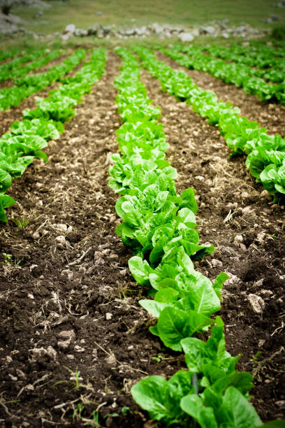 istock Close-up of lettuce beds 2158984441