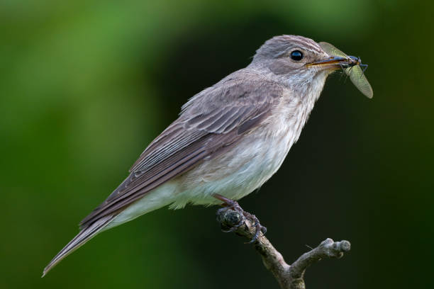 istock Spotted Flycatcher, Muscicapa striata with prey in beak. 2158984840