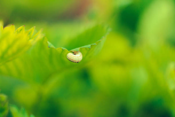 strawberry leaves background in a strawberry field