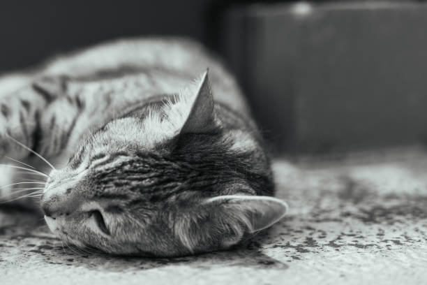 istock Cute egyptian mau cat laying on the bed 2158984954