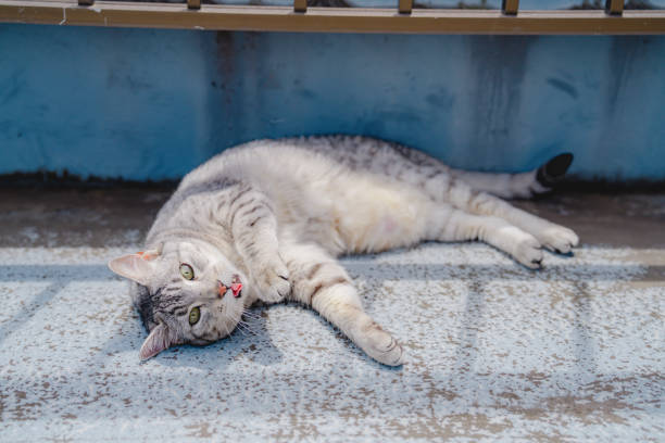 Cute egyptian mau cat laying on the bed