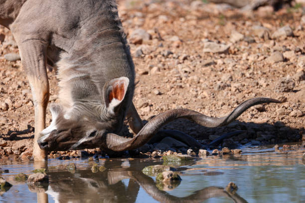 male kudu antelope drinks at a waterhole