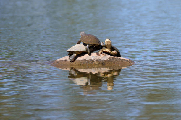 african terrapins on a rock in a waterhole in Namibia