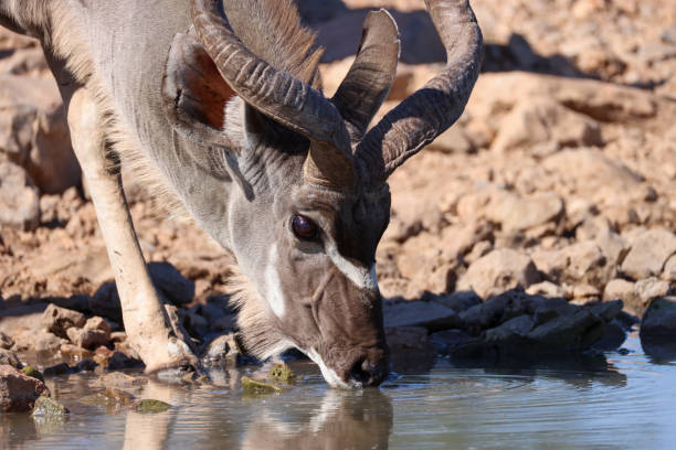 male kudu antelope drinks at a waterhole