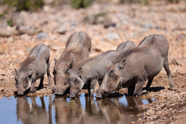 a warthog family drinks at a waterhole in Namibia