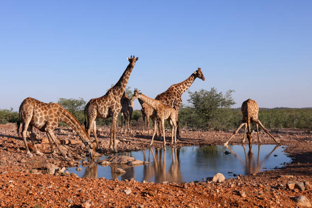 istock a group of giraffes meet at a waterhole in Namibia 2158985109
