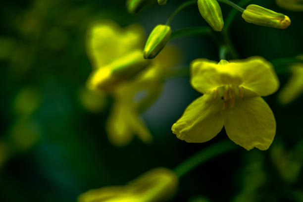 A stunning macro photo captures the intricate details of a yellow daisy blossom, showcasing its vibrant petals in vivid clarity.