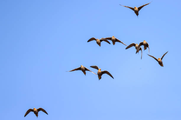 istock a flock of flying sandgrouse birds 2158985221